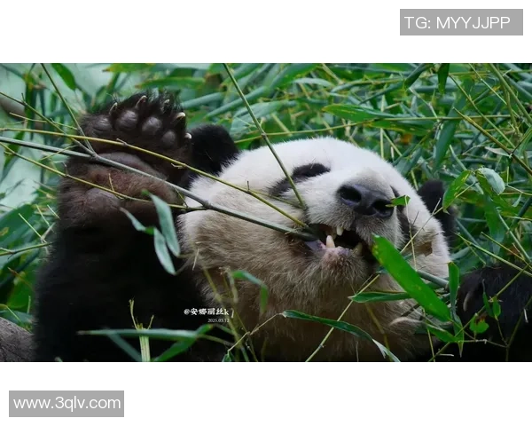 足球明星与大熊猫亲密合影展现动植物和谐共生的美好瞬间